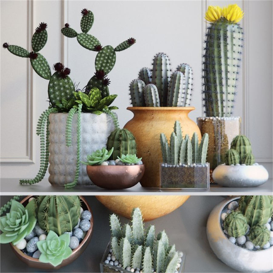 Cacti